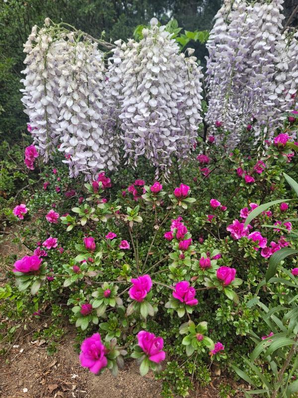 3 Bedroom Property for Sale in Hogsback Eastern Cape